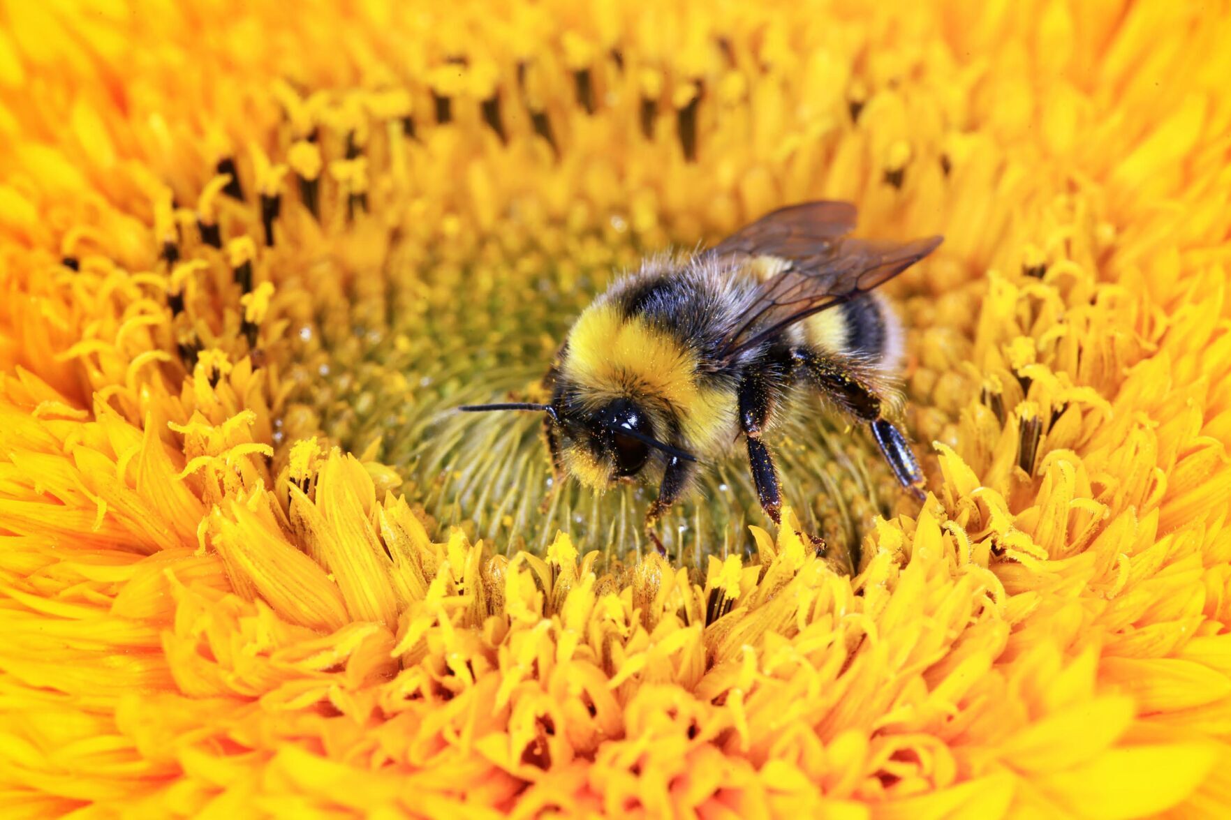 Bumble Bee